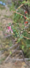 Symphoricarpos longiflorus
