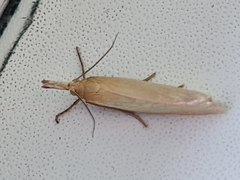 Crambus perlella