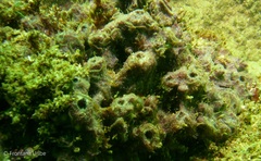 Ophiothela mirabilis