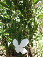 Bouvardia longiflora