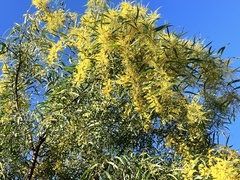 Acacia macradenia