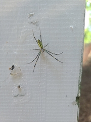 Trichonephila clavata