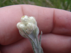 Pseudognaphalium arizonicum