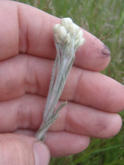 Pseudognaphalium arizonicum