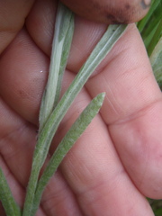 Pseudognaphalium arizonicum