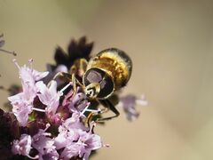 Merodon constans