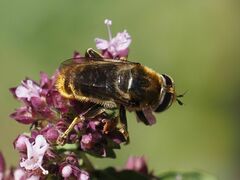 Merodon constans