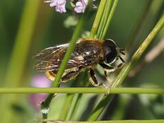 Merodon constans