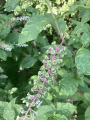 Phytolacca americana