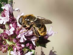 Merodon constans
