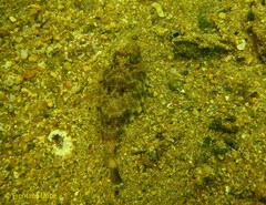 Sphoeroides lobatus