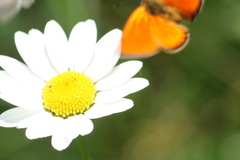 Lycaena virgaureae