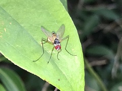 Cholomyia inaequipes