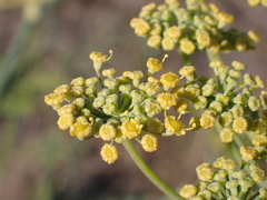 Foeniculum vulgare