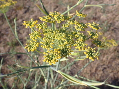 Foeniculum vulgare