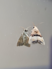 Pseudozarba bipartita