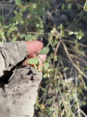 Symphoricarpos longiflorus