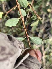 Symphoricarpos longiflorus