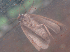 Phyllophila obliterata