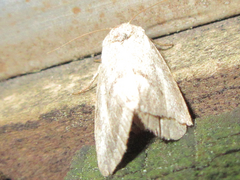 Phyllophila obliterata