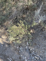 Symphoricarpos longiflorus