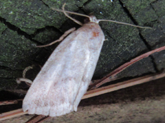 Phyllophila obliterata