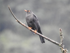 Turdus fuscater