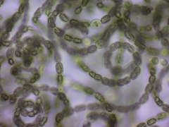 Dolichospermum lemmermannii