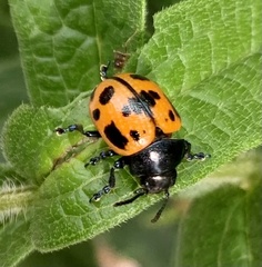Labidomera clivicollis