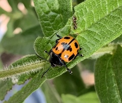 Labidomera clivicollis
