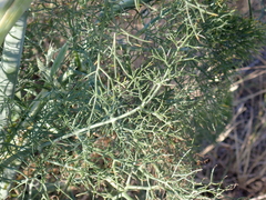 Foeniculum vulgare