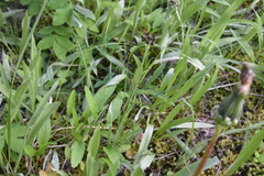 Antennaria luzuloides