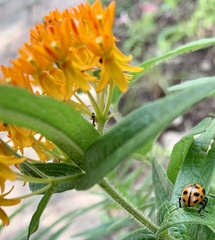 Labidomera clivicollis