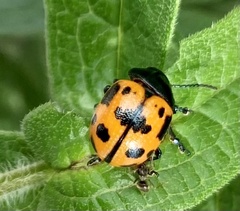 Labidomera clivicollis