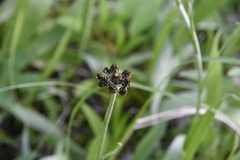 Antennaria luzuloides