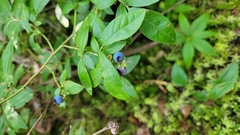 Vaccinium myrtilloides image