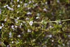 Boerhavia glabrata