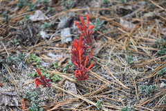 Monardella macrantha macrantha