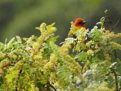 Piranga rubriceps