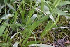 Antennaria luzuloides