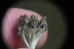 Antennaria luzuloides