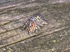 Phidippus mystaceus