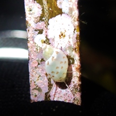 Tricolia pullus