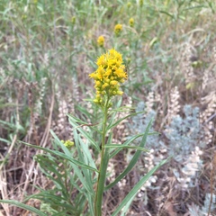 Solidago nana
