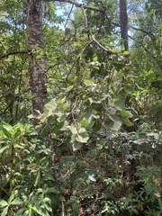 Populus guzmanantlensis