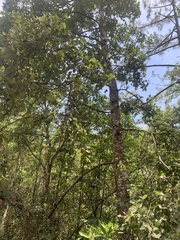 Populus guzmanantlensis