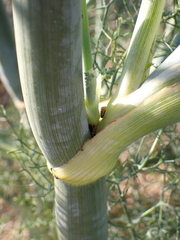 Foeniculum vulgare