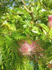 Calliandra