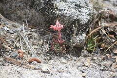Dudleya pauciflora