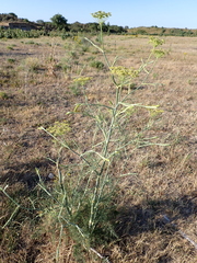 Foeniculum vulgare